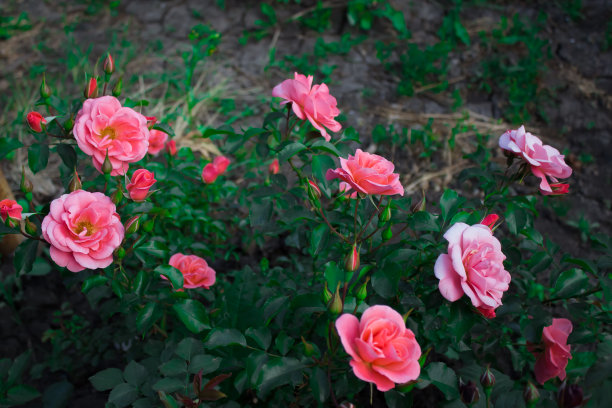 盛开的玫瑰图片下载