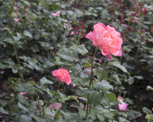 花园里的粉红色玫瑰图片下载