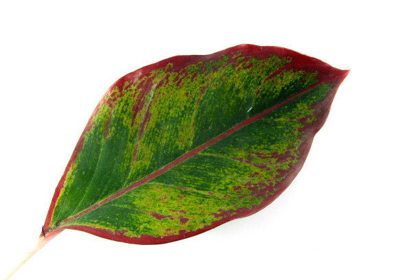 白色背景上的绿叶图片下载