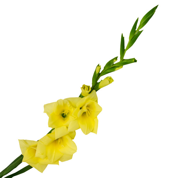 黄色剑兰花，孤立在白色背景上，靠近图片下载