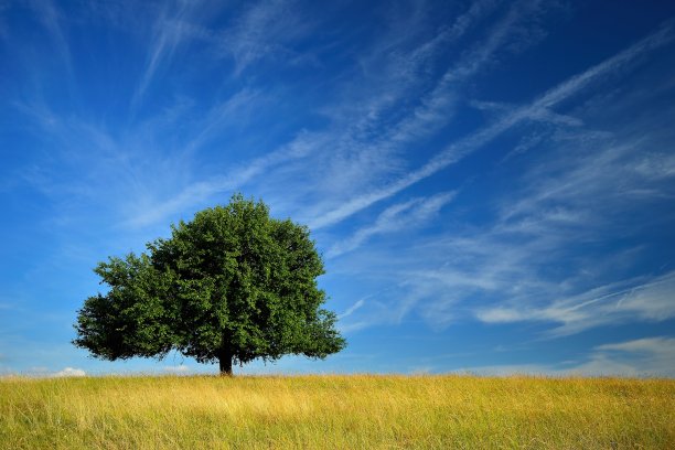 单一的梨树图片下载