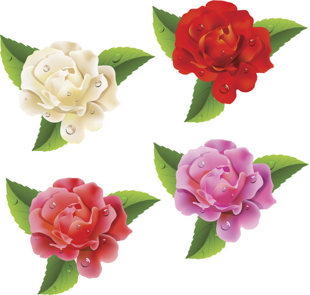 的玫瑰图片下载