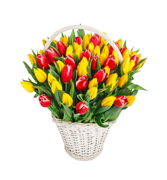 束郁金香图片下载