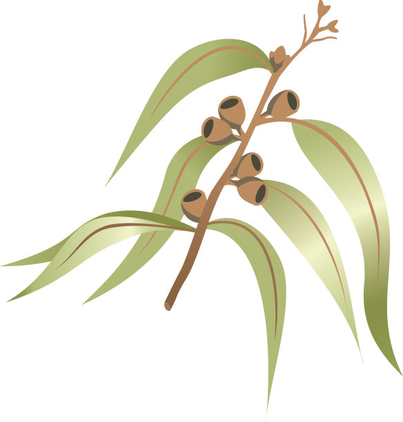 尤加利树的树枝或细枝。理想的目录和教育材料图片下载