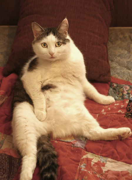 公懒猫躺在床上放松肚子起来图片下载