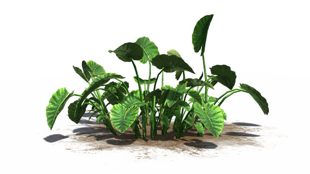 象耳植物-在白色背景上分开图片下载