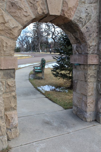 城市里的树木图片下载