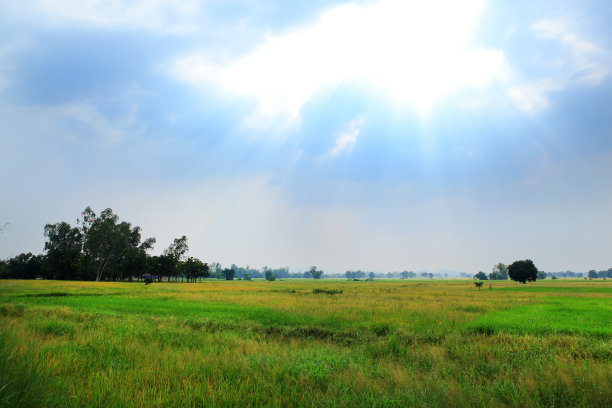 稻田绿色图片下载
