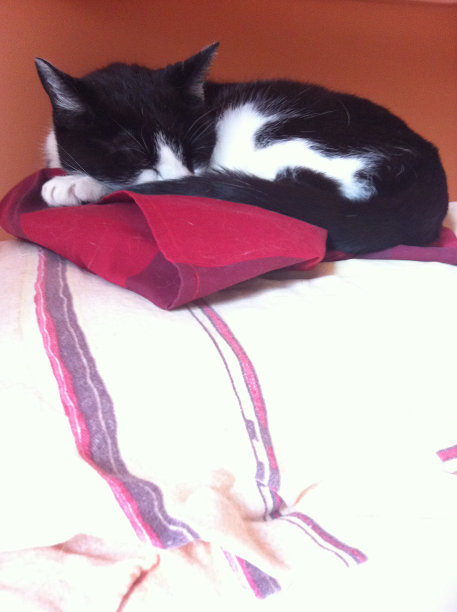 鲁迪睡图片下载