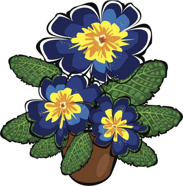 蓝色载体盆栽报春花孤立在白色的背景图片下载