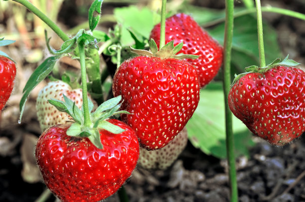 熟透草莓的特写素材图片