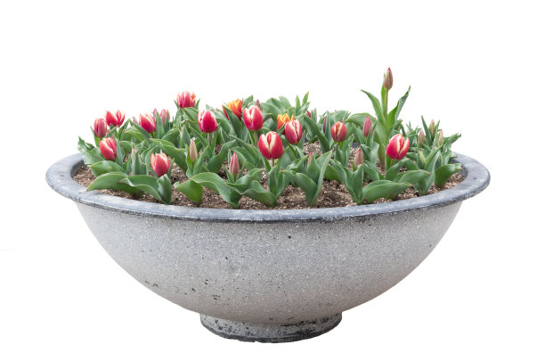 美丽的红色郁金香在盆中孤立的白色图片下载