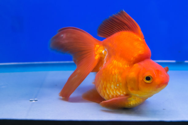 水族箱里的金鱼素材图片