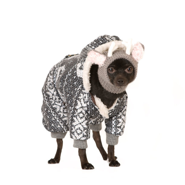 可爱的狗肖像图片下载