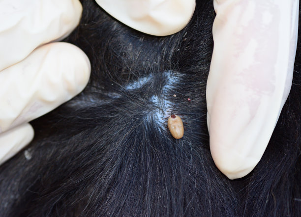 狗毛上的成年蜱虫图片下载