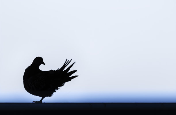 鸽子的剪影图片下载