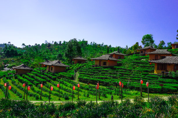 茶的农场素材图片