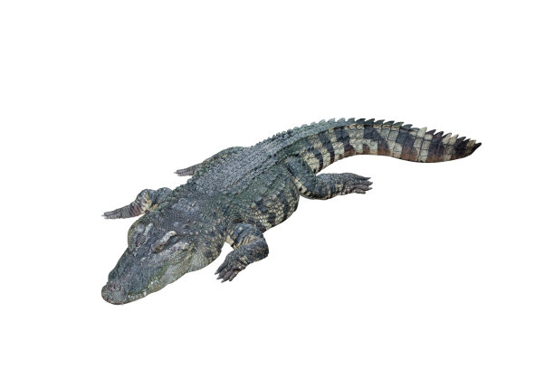 白色背景上的鳄鱼。孤立在白色背景上图片下载