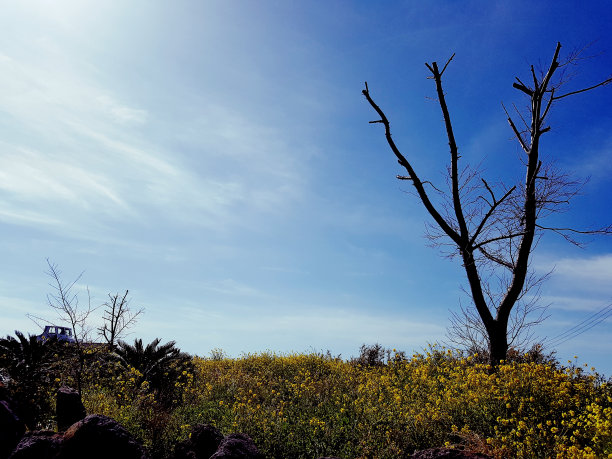公园里的一棵老树图片下载