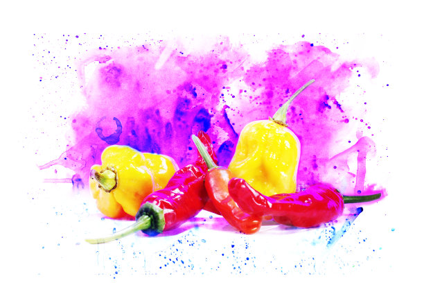 不同种类的辣椒。水彩背景。图片下载