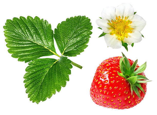 花孤立的草莓的绿叶图片下载