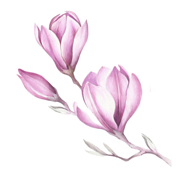 盛开的玉兰枝的形象。水彩插图。图片下载