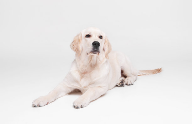 的金毛寻回犬拉布拉多图片下载