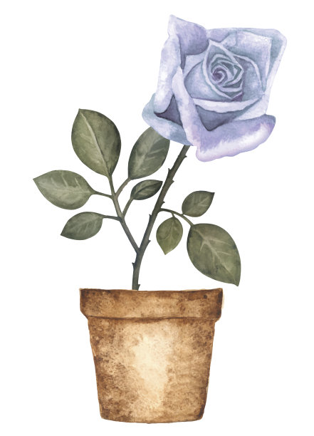 水彩蓝色玫瑰花在花盆图片下载