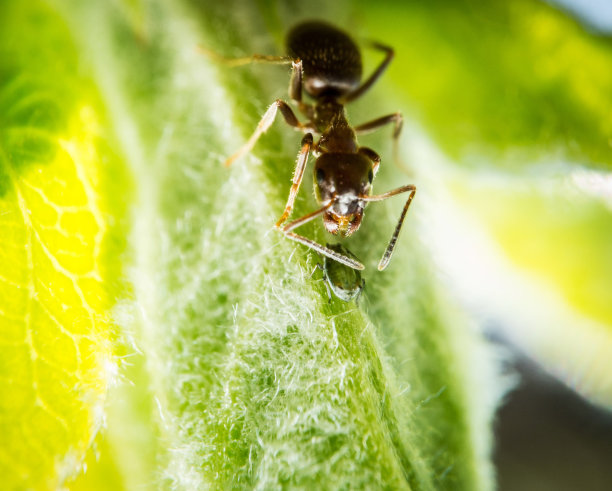 蚂蚁和蚜虫图片下载