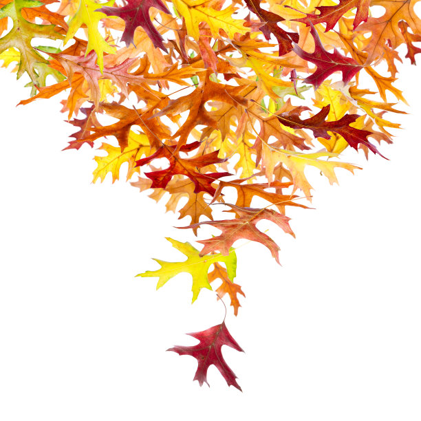 树叶从上面飘落图片下载