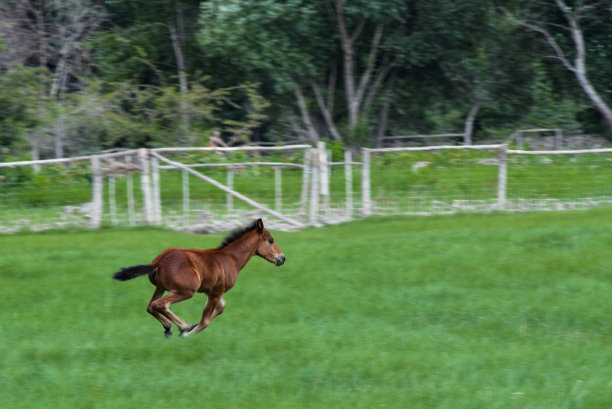 在牧场上奔跑的小马驹图片下载