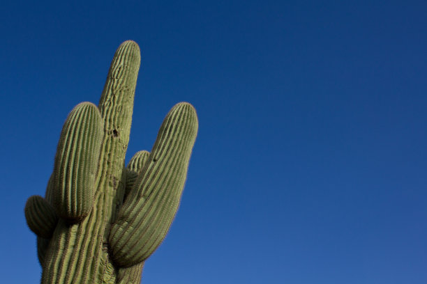 蓝色的天空环绕着巨大的仙人掌图片下载