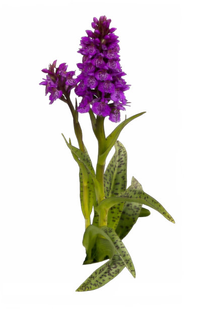 野生兰花的彩色铅笔图片图片下载