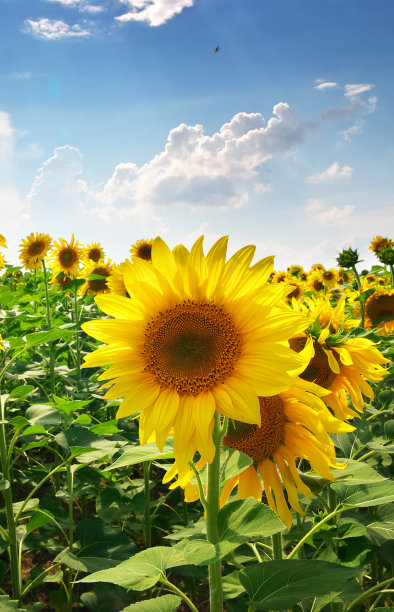 向日葵花图片素材ID：164526004