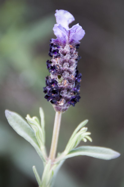 薰衣草图片下载