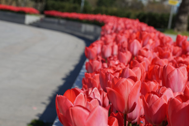 春天。城市公园里，红色的郁金香在春日的阳光下盛开。大自然。图片下载