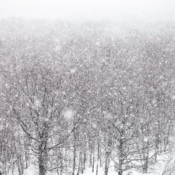 冬天森林里有暴风雪图片下载