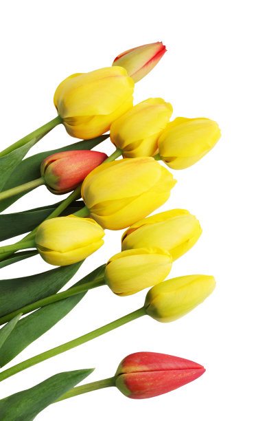 一束孤立的郁金香图片下载