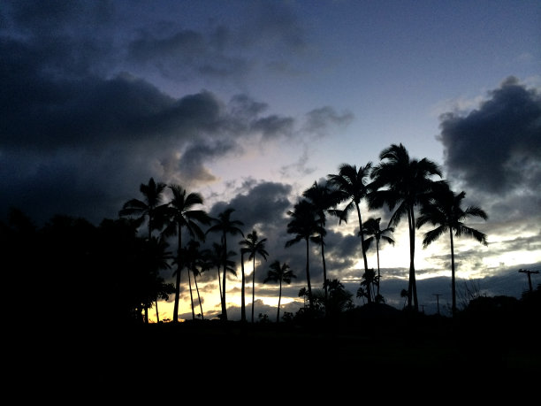 棕榈树silouhette图片下载