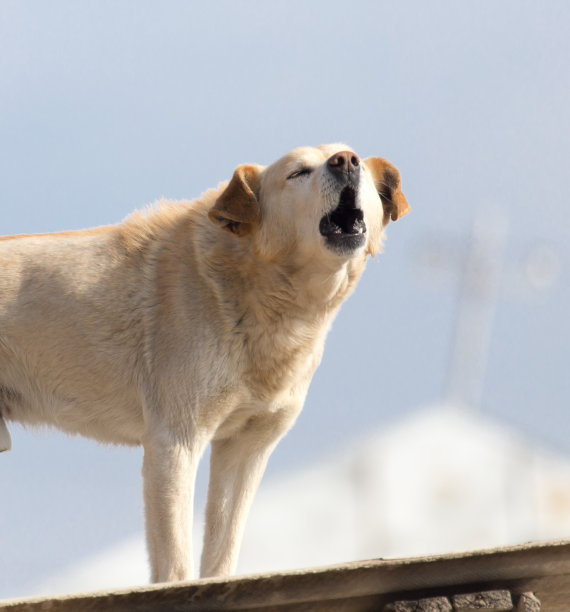 狗在屋顶上图片下载