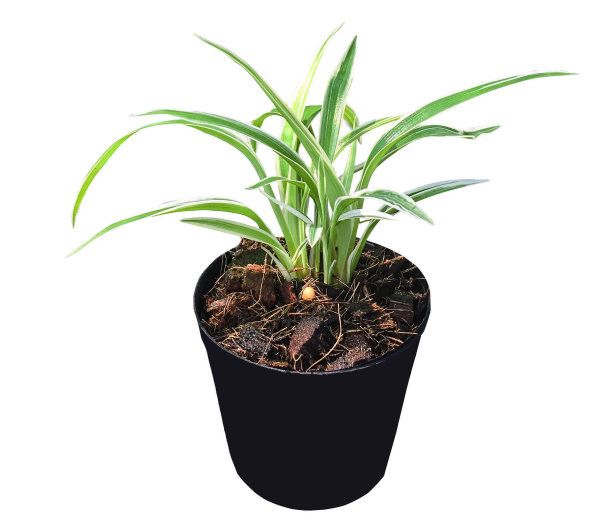 吊兰植株绿色和白色叶片在黑锅顶视图孤立，白色背景图片下载