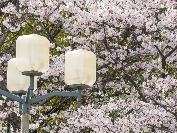 春花系列，美丽的樱花绽放。图片下载