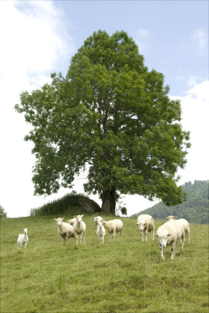 羊;宠物;牲畜;图片下载
