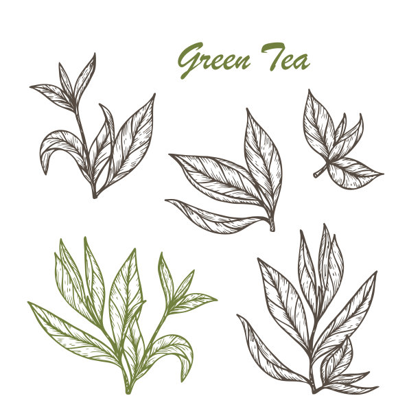 手绘雕刻风格的绿茶套装。矢量图素材图片