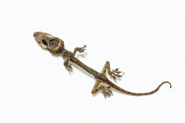 小蜥蜴干死图片下载