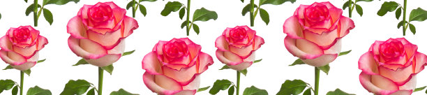 图案美丽的玫瑰图片下载