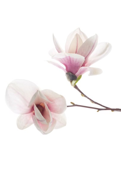 美丽的粉红色木兰花图片下载