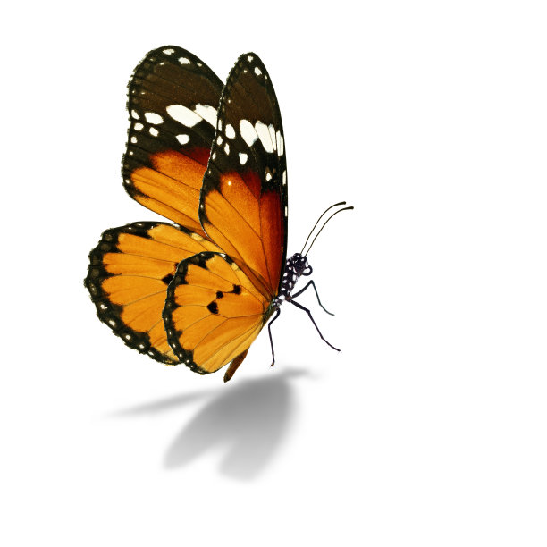 黑脉金斑蝶图片下载