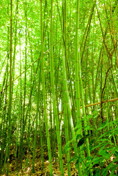 禅宗森林图片下载