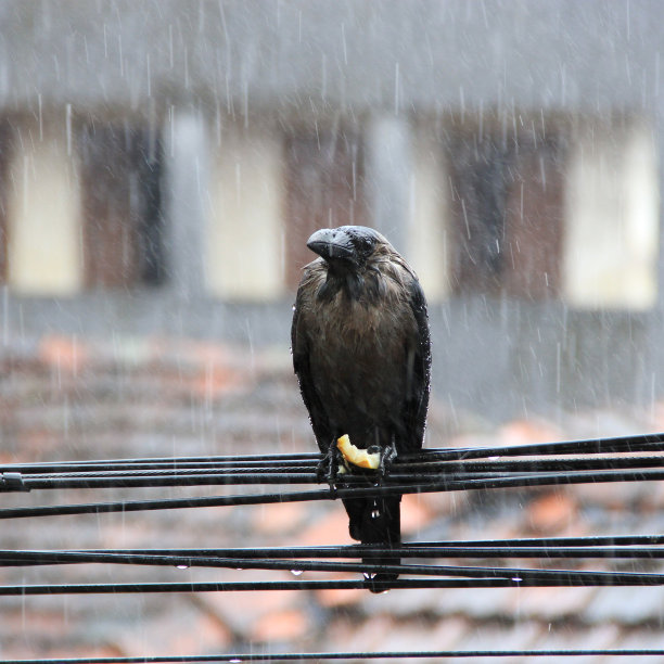多雨的乌鸦图片下载
